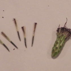 Location: From Dale Clark's Butterfly garden--on paper plate
Date: 10-13-2012
Drying flowerhead & seeds