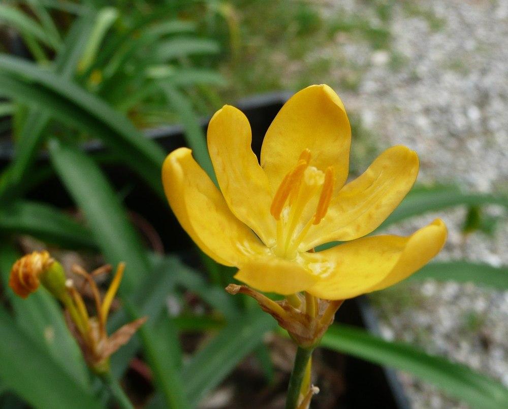 Photo of Species Iris (Iris domestica) uploaded by xeronema