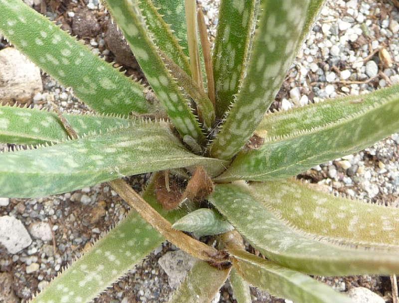 Photo of Fianarantsoa Aloe (Aloe bellatula) uploaded by xeronema