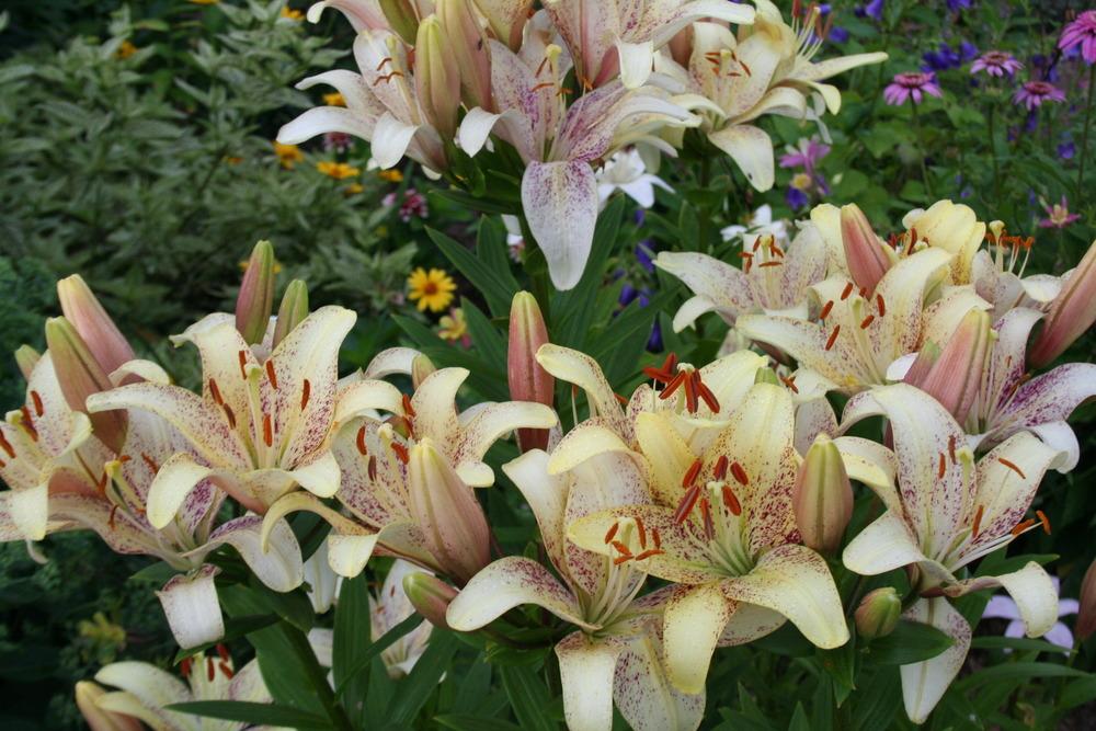 Photo of Lily (Lilium 'Suncrest') uploaded by 4susiesjoy