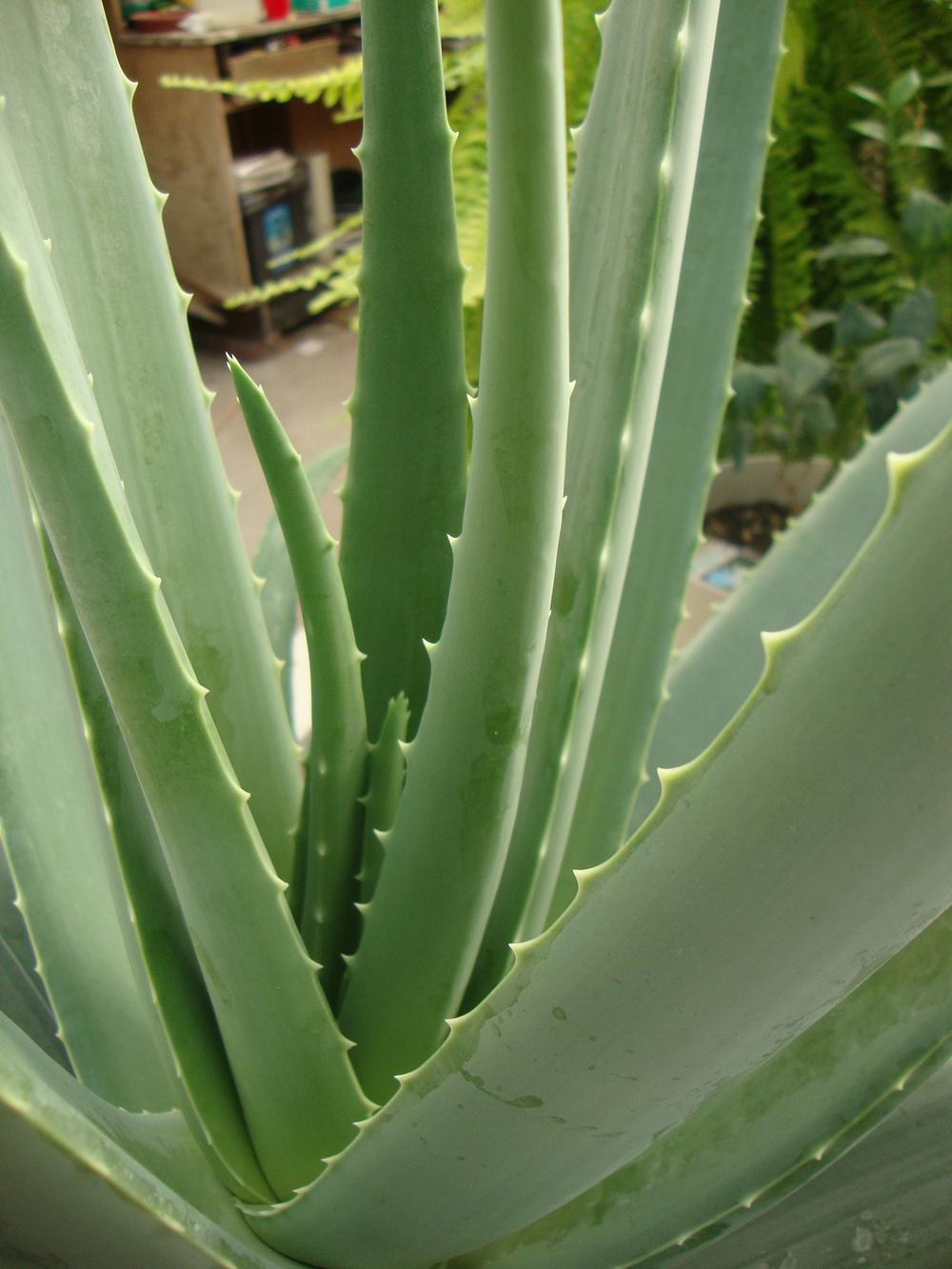 Photo of Aloe Vera (Aloe vera) uploaded by Paul2032