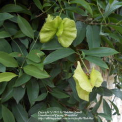 Location: Austin ,TX
Date: 2012-10-16
Newly formed seed pod shaped like butterfly