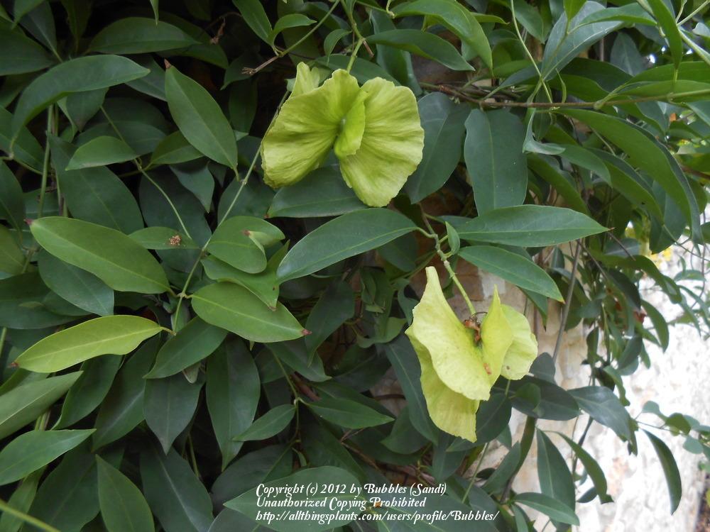 Photo of Yellow Butterfly Vine (Callaeum macropterum) uploaded by Bubbles