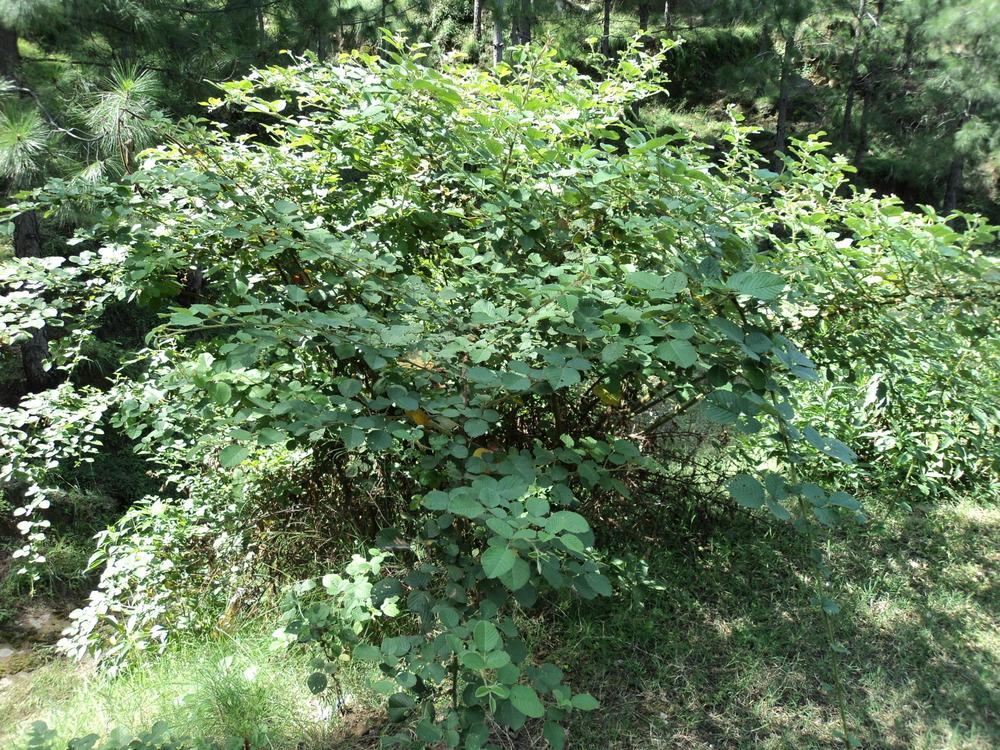 Photo of Golden Evergreen Raspberry (Rubus ellipticus) uploaded by KAMasud