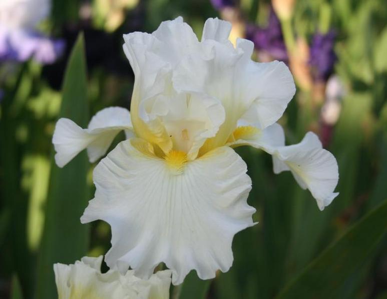 Photo of Tall Bearded Iris (Iris 'Peace Prayer') uploaded by KentPfeiffer
