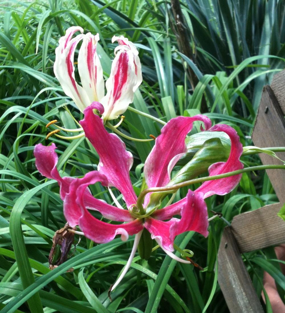 Photo of Gloriosa Lily (Gloriosa superba) uploaded by Sharon