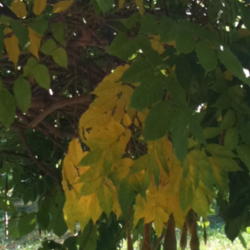 Location: Western Kentucky
Date: 2012-10-16
Fall color and seed pods