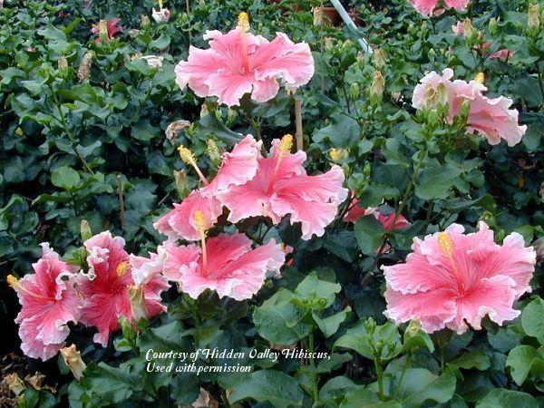 Photo of Tropical Hibiscus (Hibiscus rosa-sinensis 'Fantasy Charm') uploaded by SongofJoy