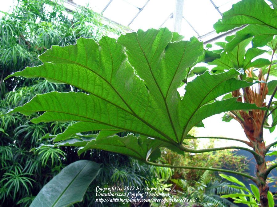 Photo of Rice Paper Plant (Tetrapanax papyrifer) uploaded by eclayne