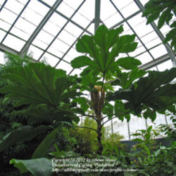 Location: z6a, Smith College Botanical Garden
Date: 2012-10-14
This specimen is ~10' tall, the one to the left was several feet 