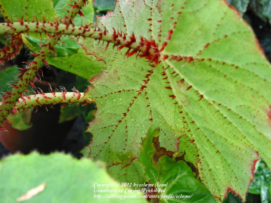Photo of Begonia 'Immense' uploaded by eclayne