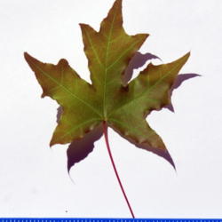 Location: Vienna, VA
Date: Spring 2012
Another Spring Leaf