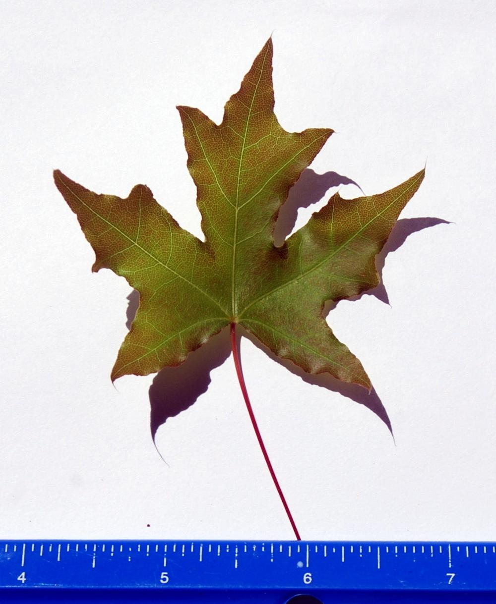 Photo of Shantung Maple (Acer truncatum) uploaded by lancemedric