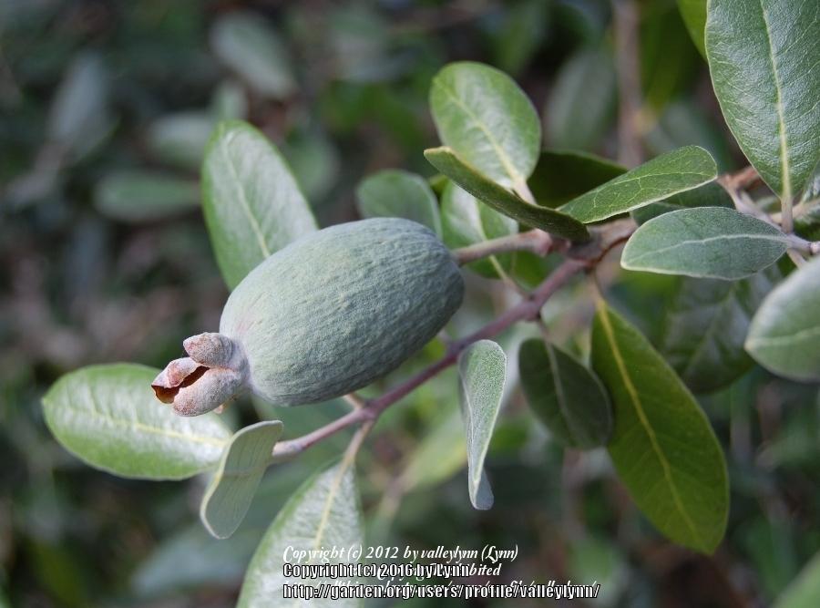 Photo of Pineapple Guava (Feijoa sellowiana) uploaded by valleylynn