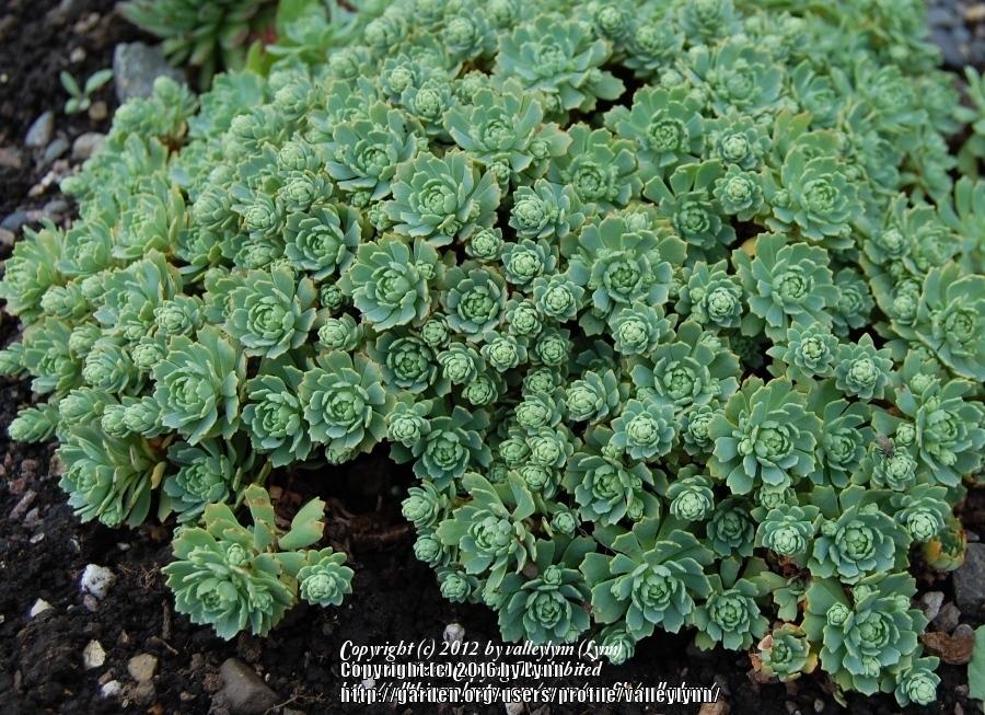 Photo of Afghan Stonecrop (Rhodiola pachyclada) uploaded by valleylynn