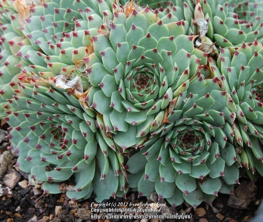 Photo of Hen and Chicks (Sempervivum calcareum 'Pink Pearl') uploaded by valleylynn