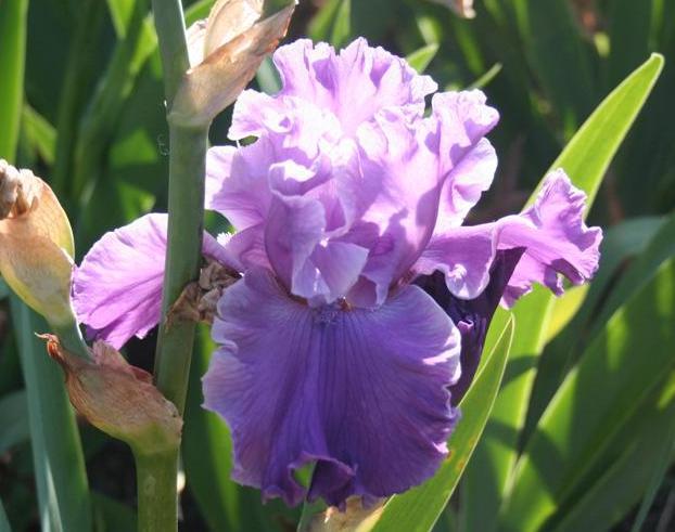 Photo of Tall Bearded Iris (Iris 'Rhinelander') uploaded by KentPfeiffer