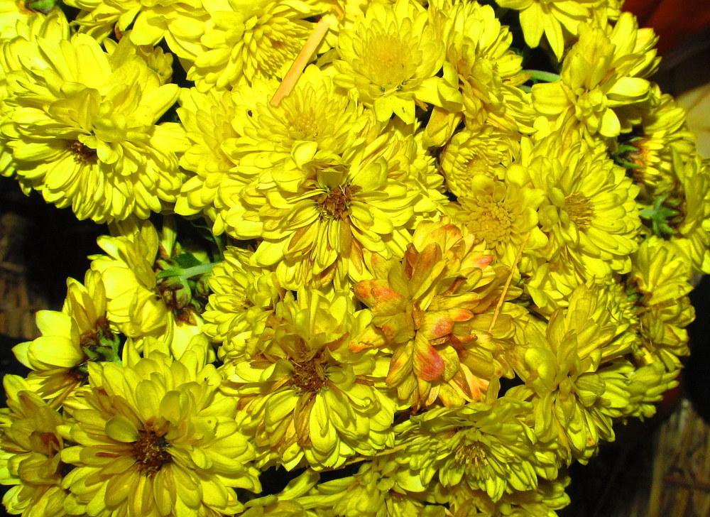 Photo of Belgian Mum (Chrysanthemum 'Padre Yellow') uploaded by jmorth