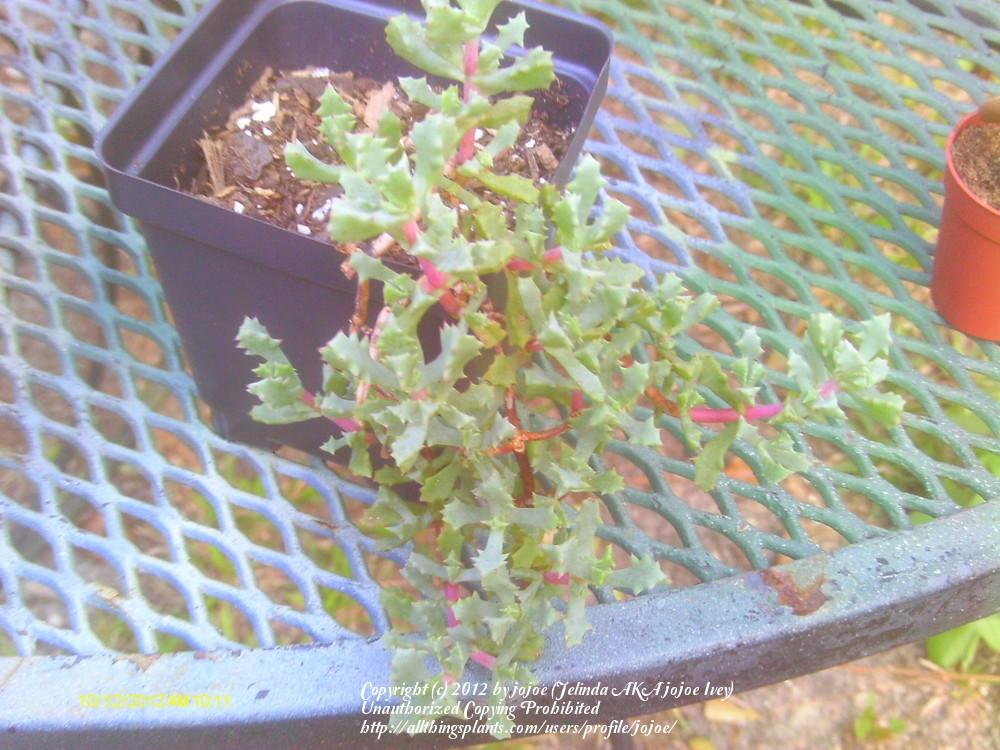 Photo of Pink Ice Plant (Oscularia deltoides) uploaded by jojoe