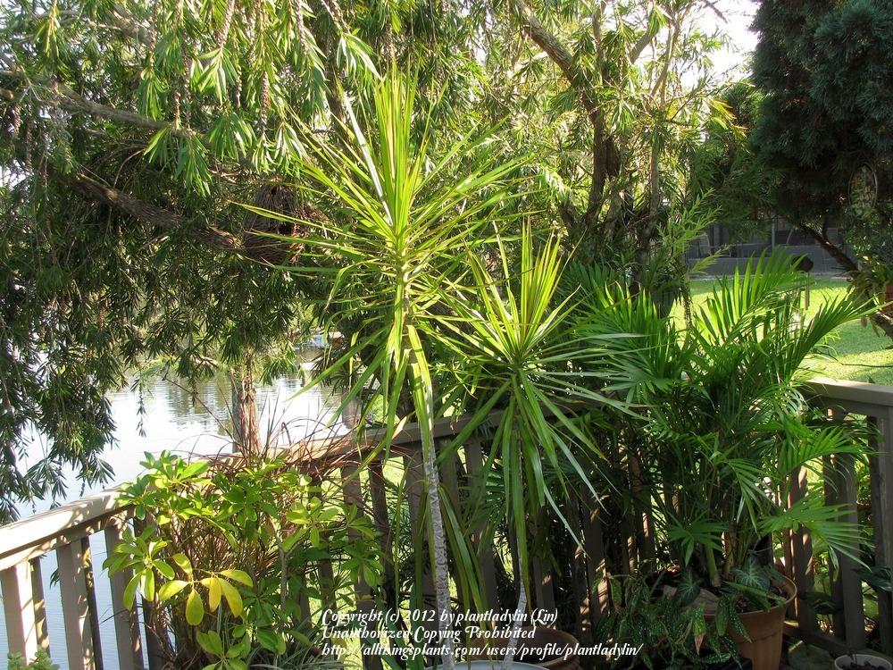 Photo of Dragon Tree (Dracaena reflexa var. angustifolia) uploaded by plantladylin