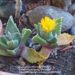 Location: San Joaquin County, CA
Date: 2012-10-16
First time bloom for our Faucaria tuberculosa