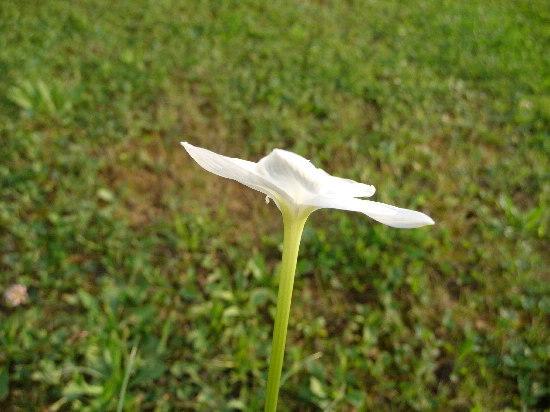 Photo of Traub's Rain Lily (Zephyranthes traubii) uploaded by xeronema