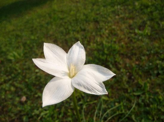 Photo of Traub's Rain Lily (Zephyranthes traubii) uploaded by xeronema