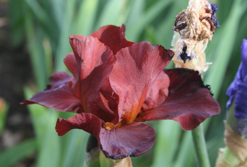 Photo of Tall Bearded Iris (Iris 'Spartan') uploaded by KentPfeiffer