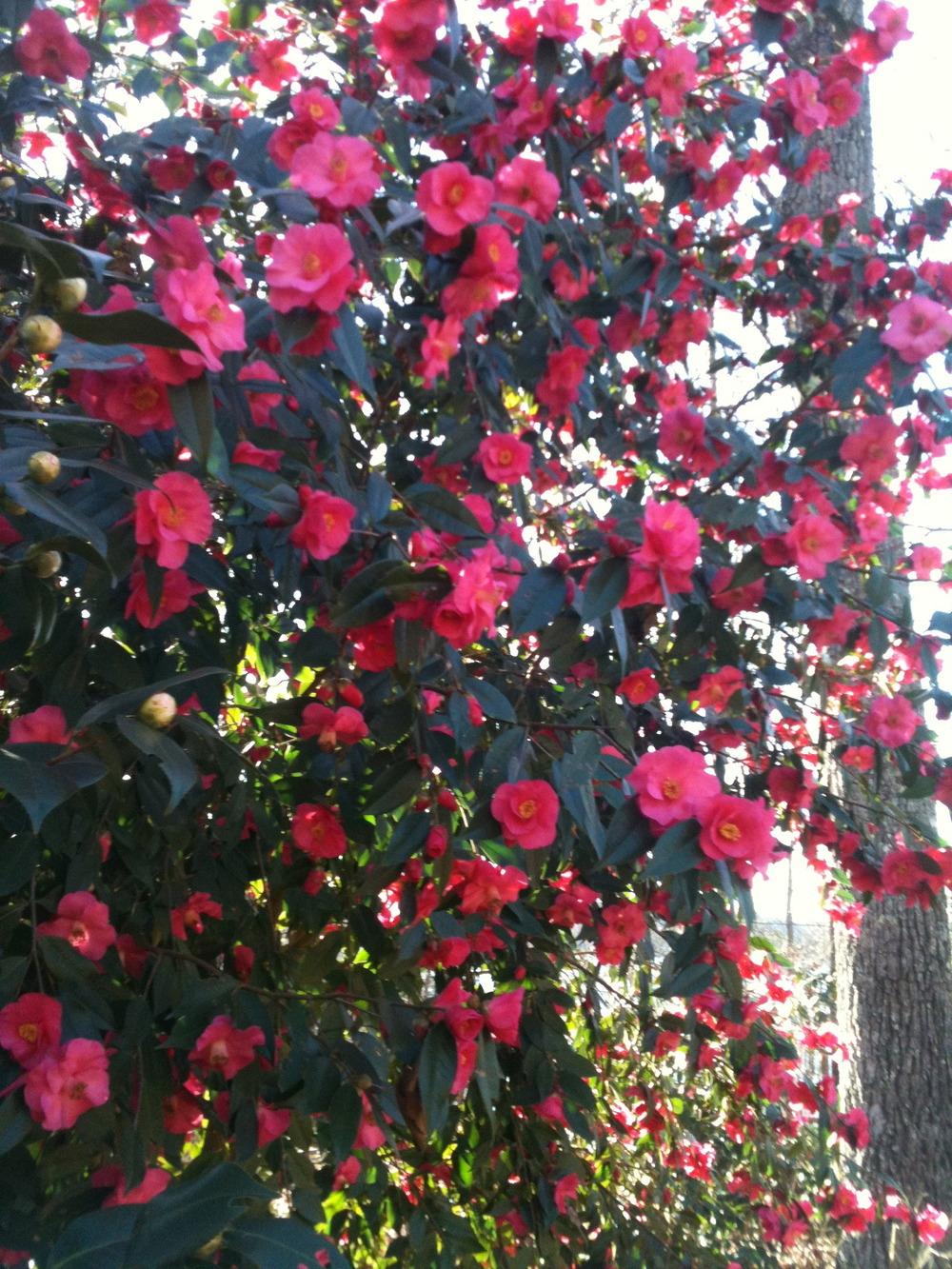 Photo of Hybrid Camellia (Camellia 'Crimson Candles') uploaded by janicewood549