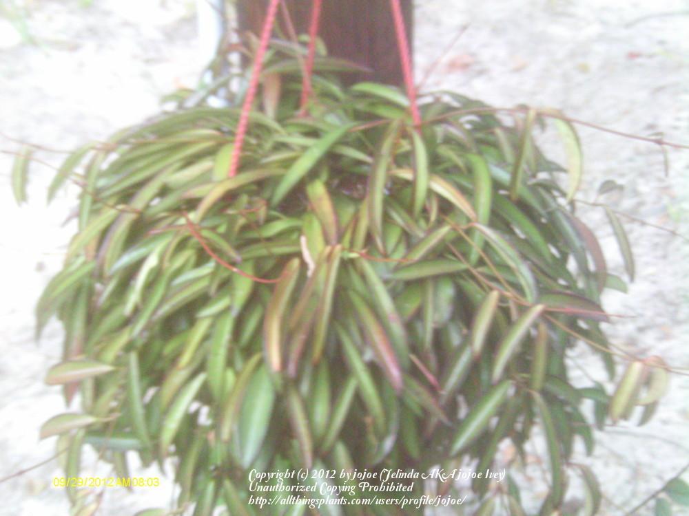 Photo of Wax Plant (Hoya kentiana) uploaded by jojoe