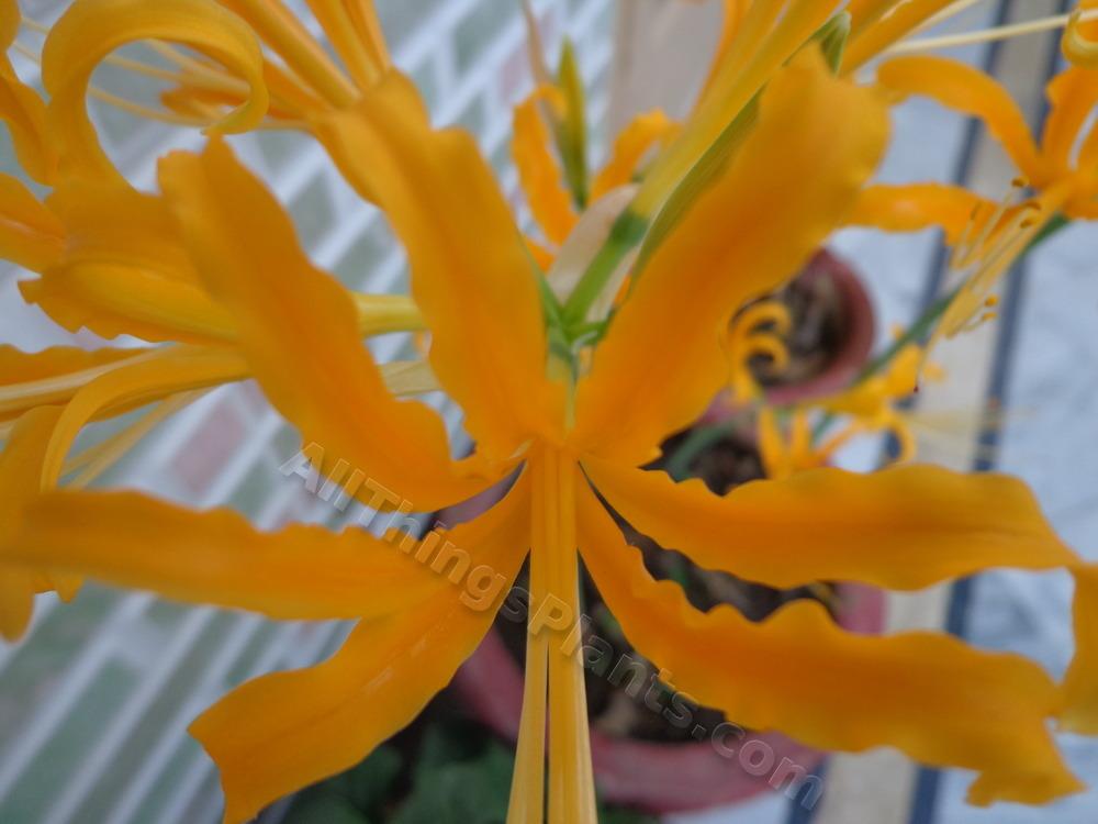 Photo of Golden Spider Lily (Lycoris aurea) uploaded by kaleem