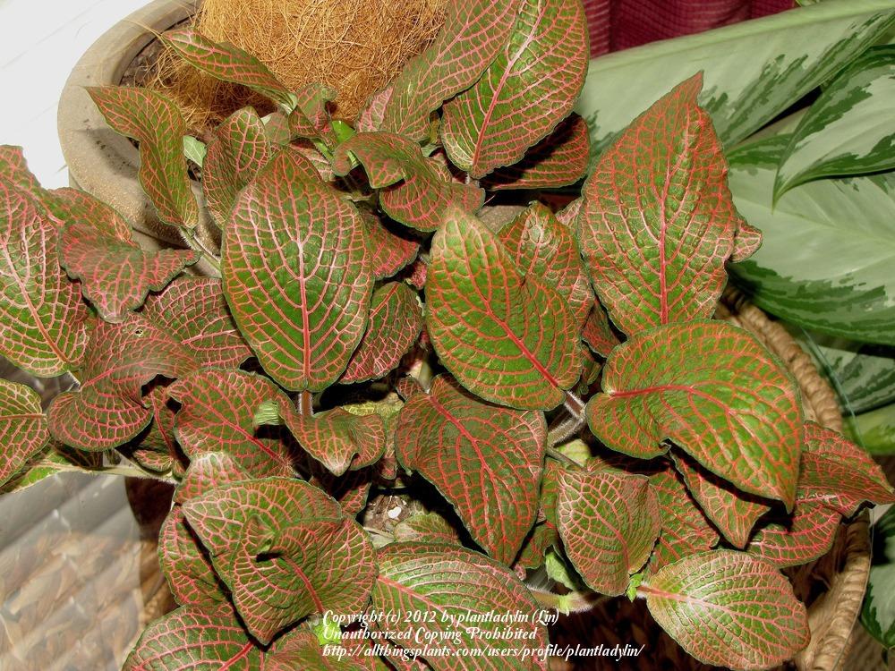 Photo of Mosaic Plant (Fittonia albivenis 'Juanita') uploaded by plantladylin