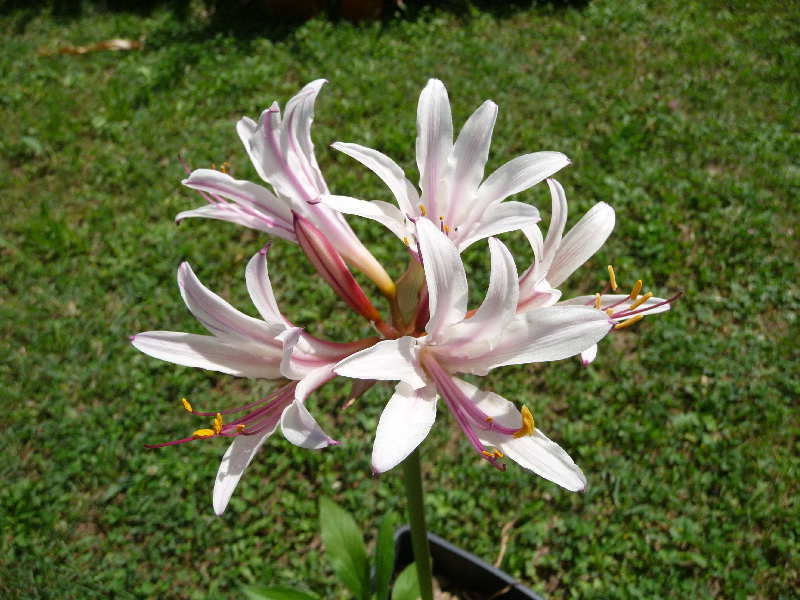Photo of Peppermint Surprise Lily (Lycoris incarnata) uploaded by xeronema