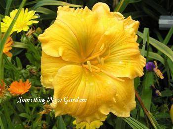 Photo of Daylily (Hemerocallis 'Golden Hibiscus') uploaded by Joy