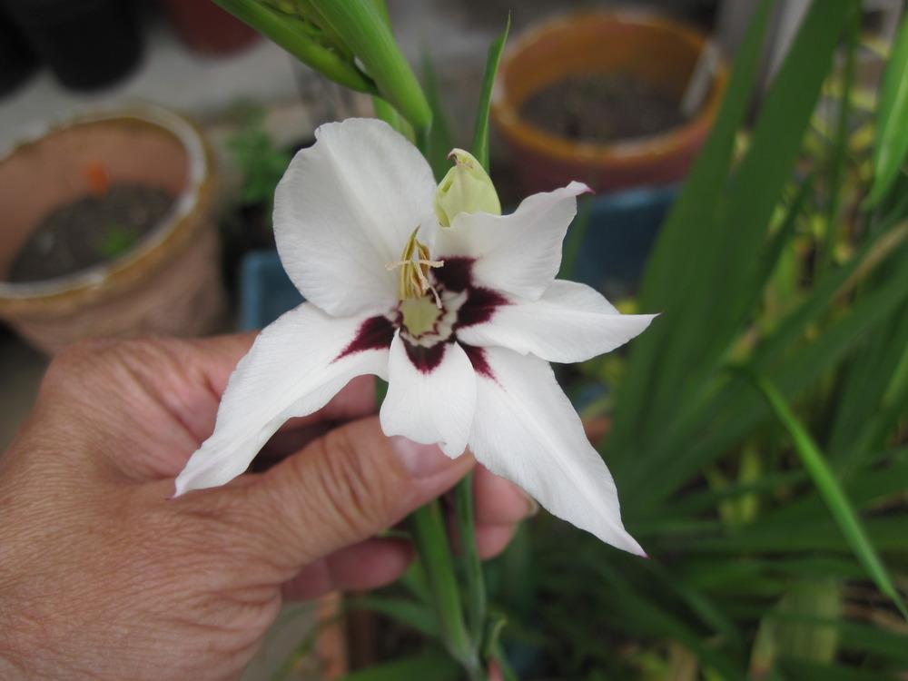 Photo of Peacock Orchid (Gladiolus murielae) uploaded by piksihk