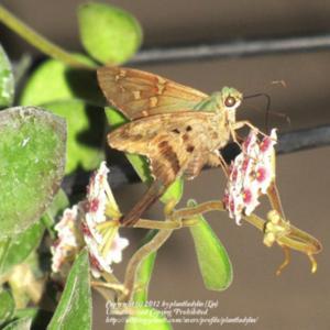 #Pollination - Photo taken after dark with flash showing Long-tai