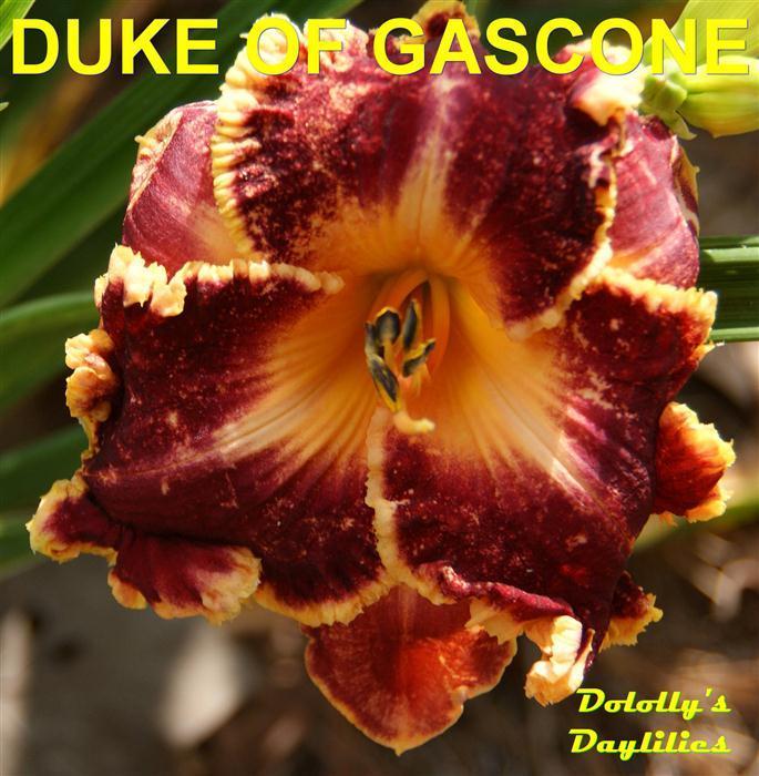 Photo of Daylily (Hemerocallis 'Duke of Gascone') uploaded by Joy