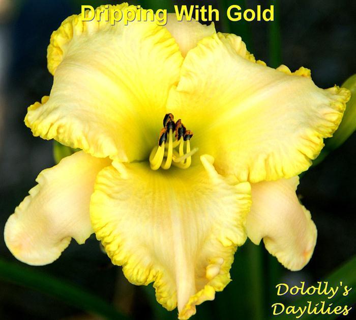 Photo of Daylily (Hemerocallis 'Dripping with Gold') uploaded by Joy