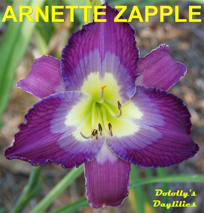 Photo of Daylily (Hemerocallis 'Arnette Zapel') uploaded by Joy