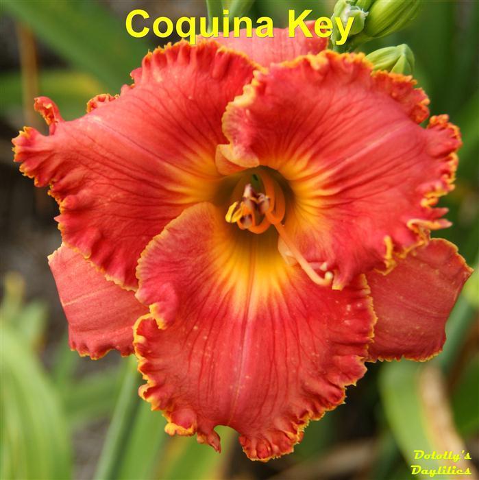 Photo of Daylily (Hemerocallis 'Coquina Key') uploaded by Joy