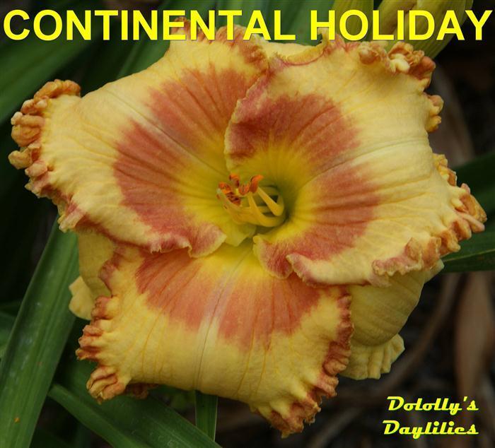 Photo of Daylily (Hemerocallis 'Continental Holiday') uploaded by Joy