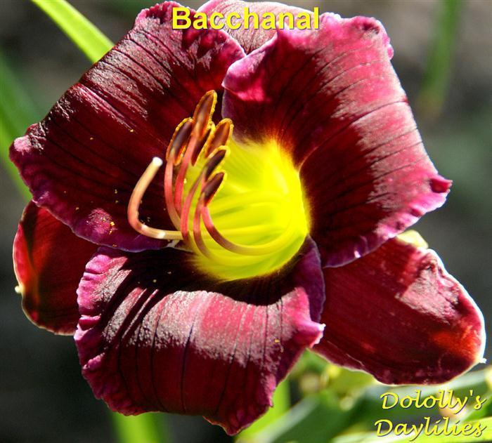 Photo of Daylily (Hemerocallis 'Bacchanal') uploaded by Joy