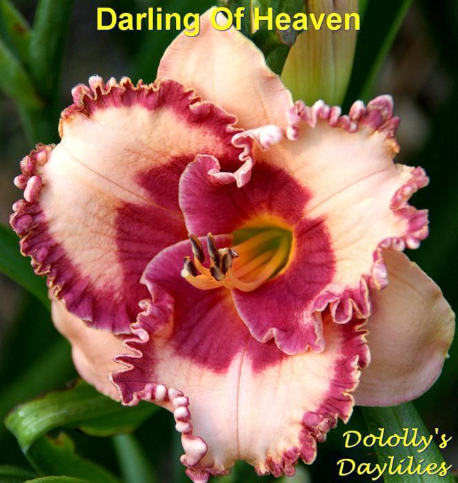 Photo of Daylily (Hemerocallis 'Darling of Heaven') uploaded by Joy