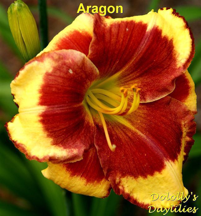 Photo of Daylily (Hemerocallis 'Aragon') uploaded by Joy