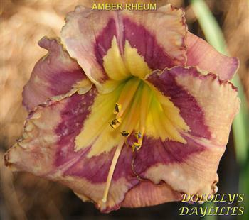 Photo of Daylily (Hemerocallis 'Amber Rhum') uploaded by Joy