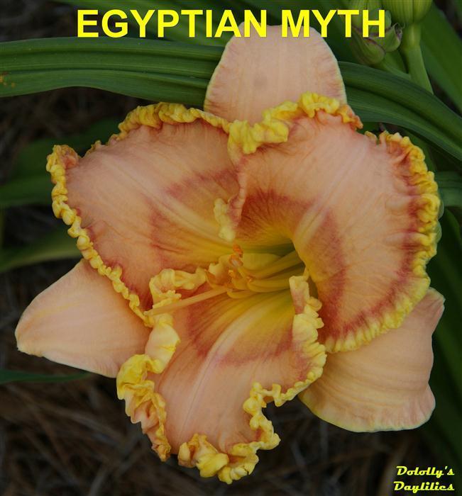 Photo of Daylily (Hemerocallis 'Egyptian Myth') uploaded by Joy