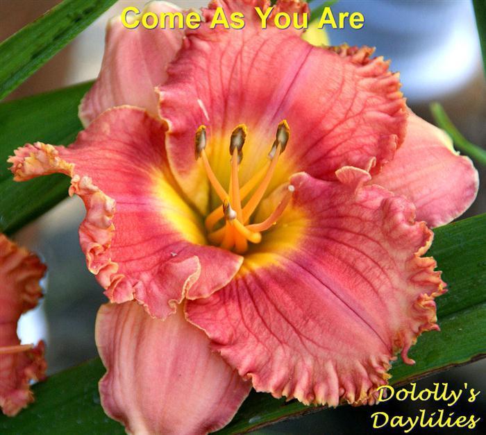 Photo of Daylily (Hemerocallis 'Come As You Are') uploaded by Joy