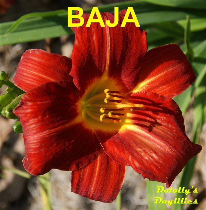Photo of Daylily (Hemerocallis 'Baja') uploaded by Joy