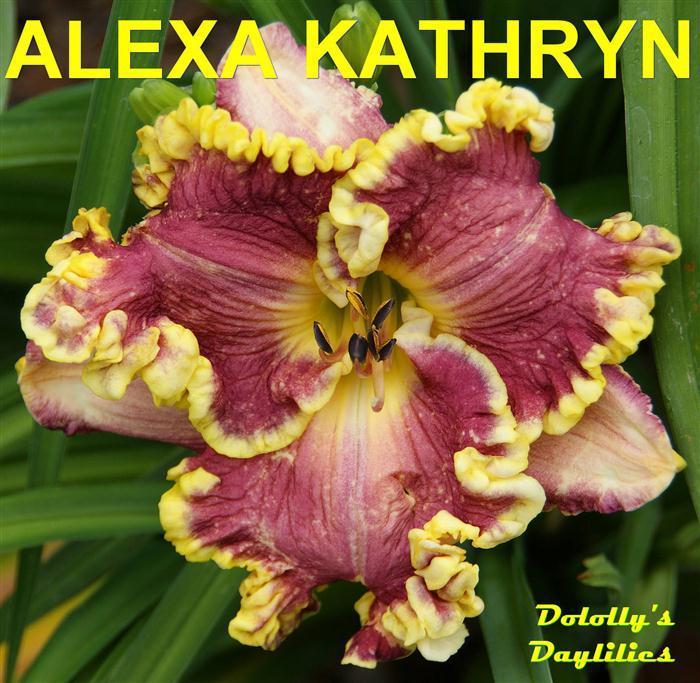 Photo of Daylily (Hemerocallis 'Alexa Kathryn') uploaded by Joy