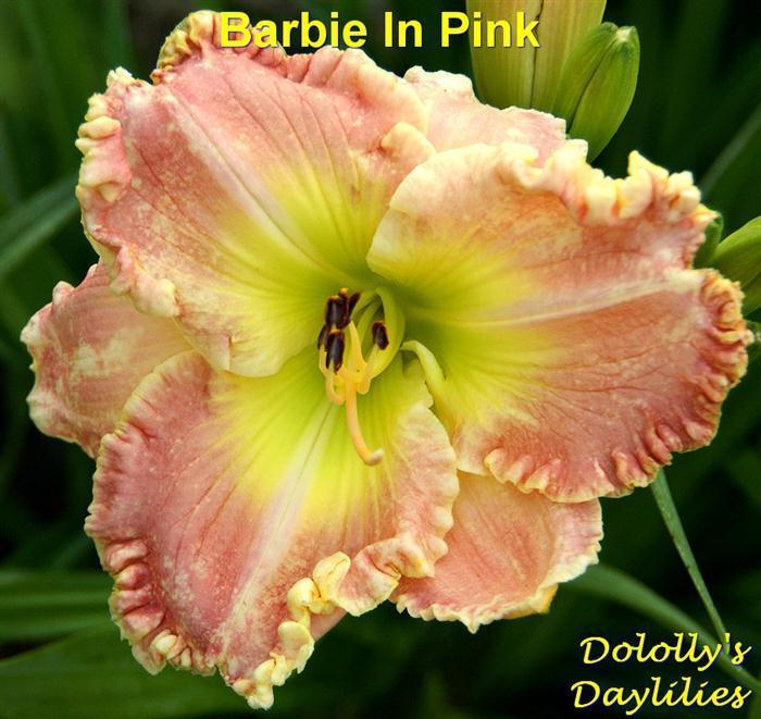 Photo of Daylily (Hemerocallis 'Barbie in Pink') uploaded by Joy